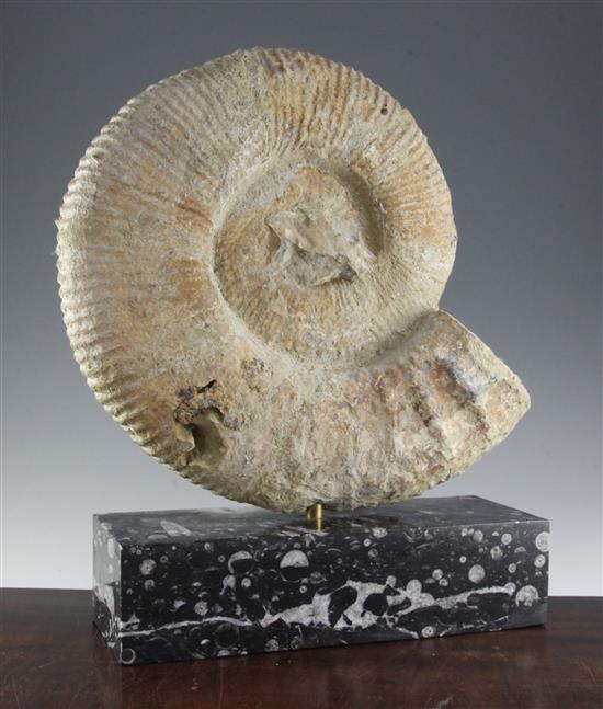 An ammonite, H.21in.